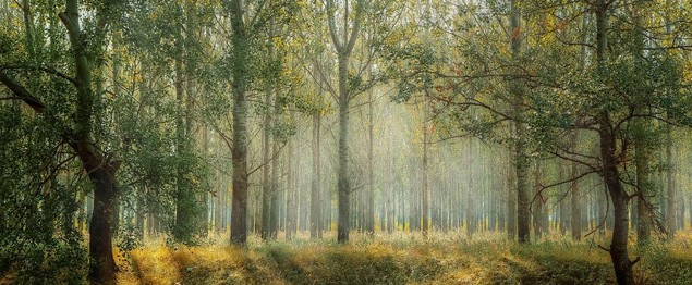 Murales para pared paisajes CABA