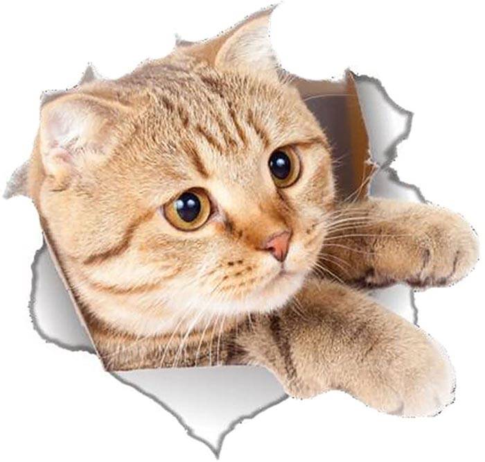 Vinilo impreso efecto 3D gatito beige lateral grande -  100x100cm - MODELO: 3D_0042